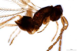 crassipilis Htype 0-4.jpg