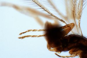 crassipilis Htype 0-5.jpg