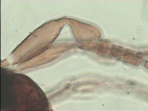 crassipilis Htype 1.jpg