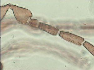 crassipilis Htype 2.jpg