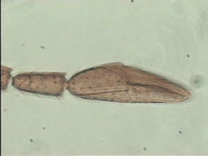 crassipilis Htype 4.jpg