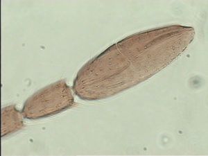 crassipilis Htype 5.jpg