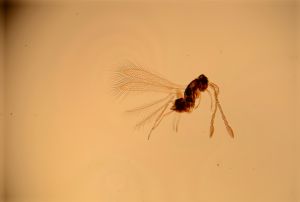 crassipilis Htype 6.jpg