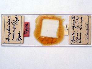 crassipilis Htype s.JPG