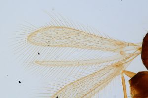 gracilior Htype 0-1.jpg