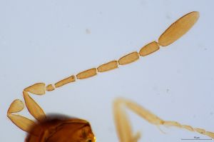 gracilior Htype 0-2.jpg