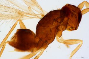 gracilior Htype 0-3.jpg