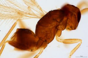 gracilior Htype 0-4.jpg