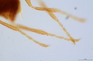 gracilior Htype 0-5.jpg