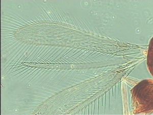 gracilior Htype 1.jpg