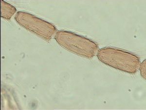 gracilior Htype 10.jpg