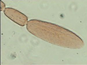 gracilior Htype 11.jpg