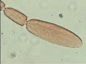 gracilior Htype 12.jpg