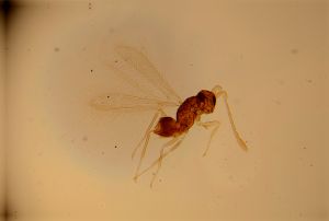 gracilior Htype 13.jpg