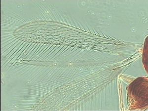 gracilior Htype 2.jpg