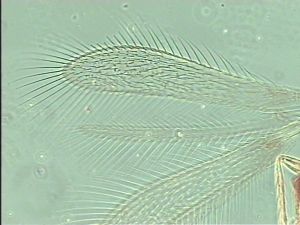 gracilior Htype 3.jpg