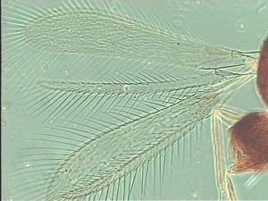 gracilior Htype 6.jpg