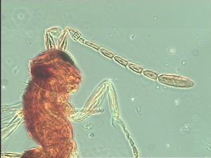 gracilior Htype 7.jpg