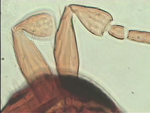 gracilior Htype 8.jpg