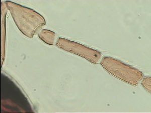 gracilior Htype 9.jpg