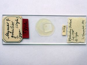 gracilior Htype s.JPG