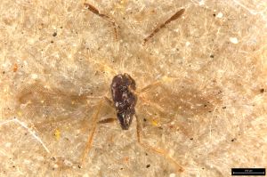 regulus  Walker Ltype 0.jpg