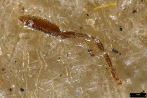 regulus Ltype 0-1.jpg