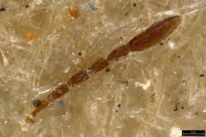 regulus Ltype 0-2.jpg