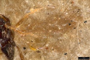 regulus Ltype 0-4.jpg