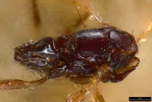 regulus Ltype 0-5.jpg