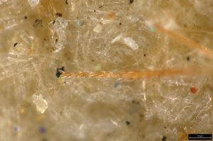 regulus Ltype 0-6.jpg