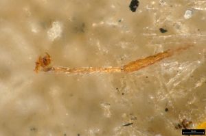 regulus Ltype 0-7.jpg