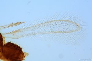 semimedia Htype 0-1-1.jpg