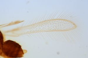 semimedia Htype 0-1-2.jpg