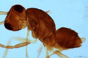 semimedia Htype 0-4-1.png