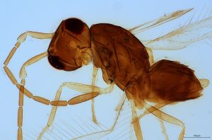 semimedia Htype 0-4.jpg