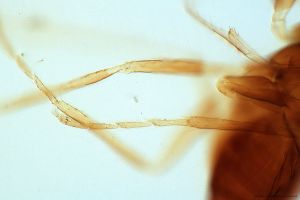 semimedia Htype 0-5.jpg