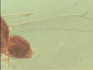 semimedia Htype 1.jpg