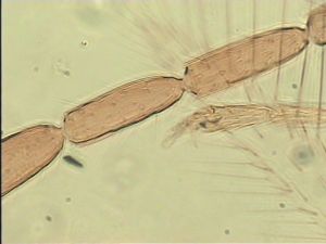 semimedia Htype 10.jpg