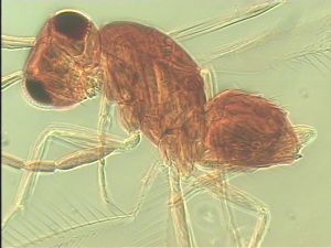 semimedia Htype 12.jpg