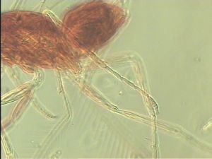 semimedia Htype 14.jpg