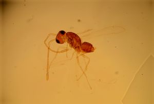 semimedia Htype 16.jpg