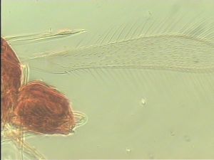 semimedia Htype 2.jpg