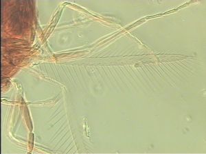 semimedia Htype 5.jpg