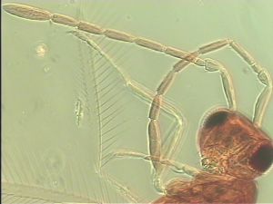 semimedia Htype 6.jpg