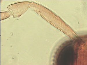 semimedia Htype 7.jpg