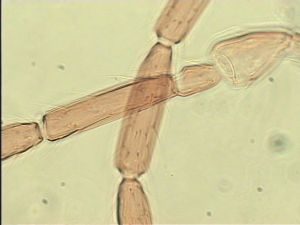 semimedia Htype 8.jpg