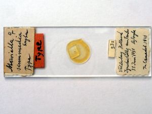 semimedia Htype s.JPG