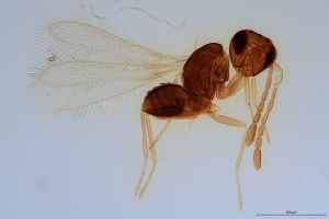 brevior  Soyka Htype 0.jpg