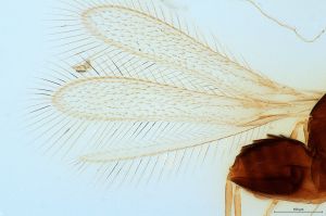 brevior Htype 0-1.jpg